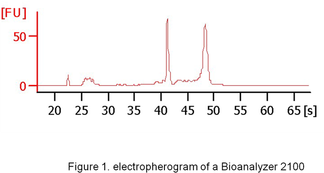 Human Peripheral Blood B Cell Total Rna - Diagram (800x532), Png Download
