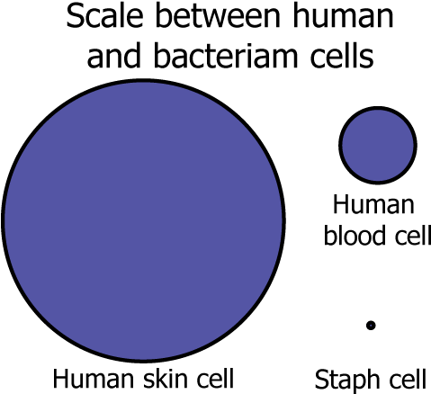 As You Can See There Is Quite A Difference - Biology (522x452), Png Download
