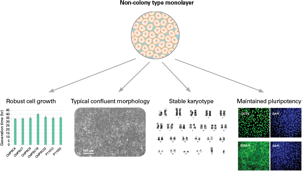 Benefits Of Non-colony Type Monolayer - Colony (1070x599), Png Download