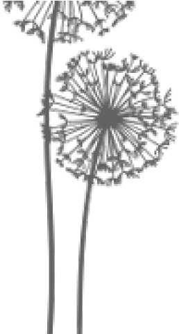 Dandelion Clipart Transparent Background - Dandelion (640x480), Png Download