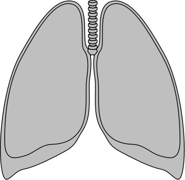 Clear Lung - Transparent Lungs Clip Art (600x584), Png Download