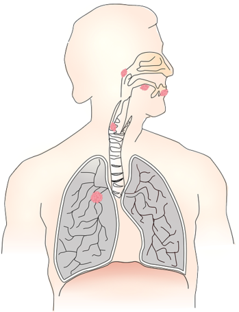 Inhalation And Exhalation Trachea (349x455), Png Download