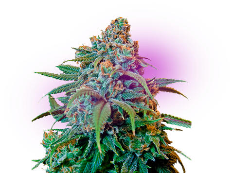 Quiénes Somos - Liberty Haze (486x355), Png Download