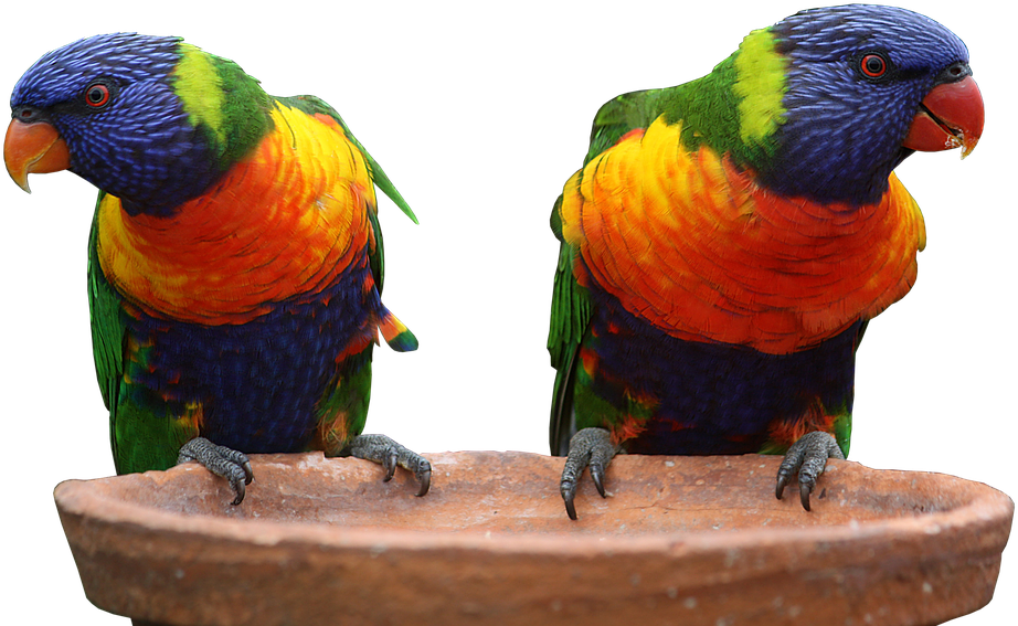 El Cannabis En Australia Es Uno De Los Más Valorados - Rainbow Lorikeet Free Background (960x582), Png Download