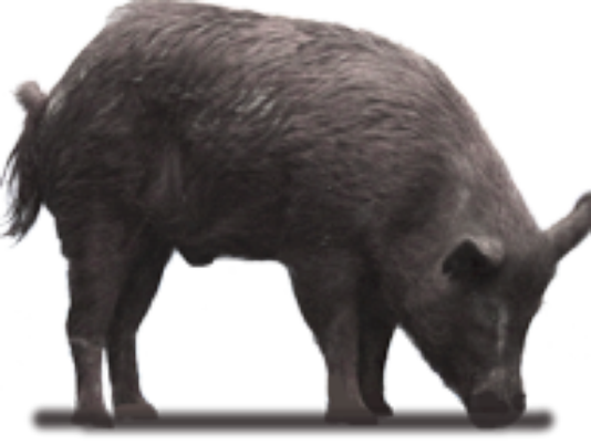 Next - Hog Transparent (534x401), Png Download