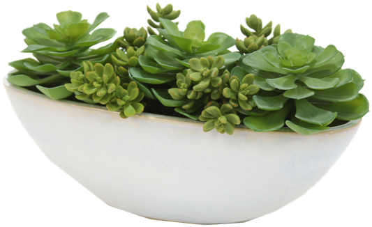 Distinctive Designs Succulents And Hen-n-chickens (600x354), Png Download