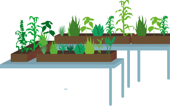 Mendel's Breeding Techniques Were Often Imprecise, - Houseplant (573x359), Png Download
