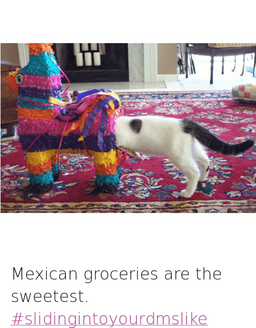 Cats, Latinos, And Pinata - Cute Animals With Funny Sayings (500x653), Png Download