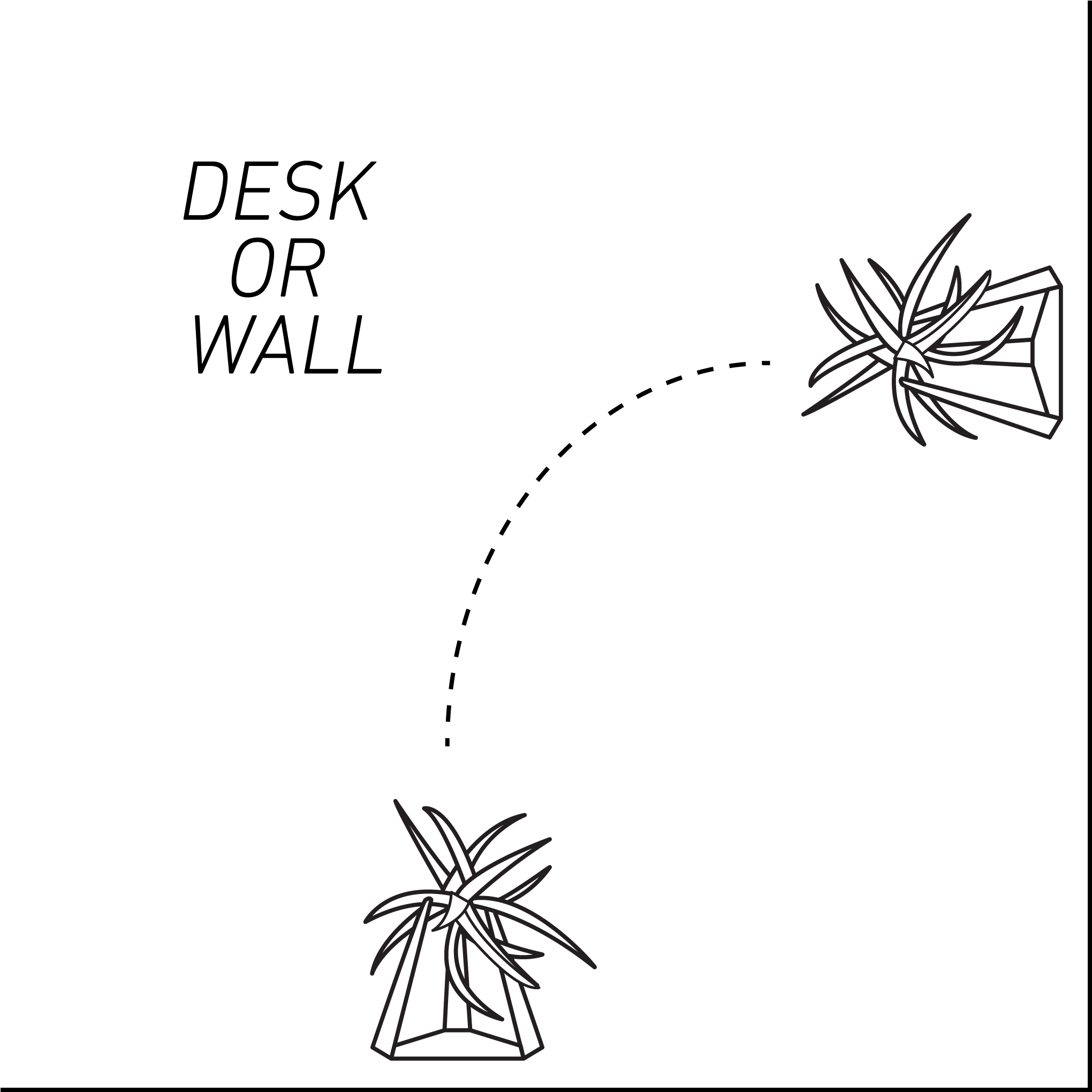 Air Plant Stand Illustration On Desk Or Wall From The - Drawing (2048x2048), Png Download