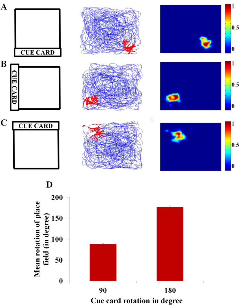 Place Cells Anchor To Visual Cue - Science (850x1034), Png Download