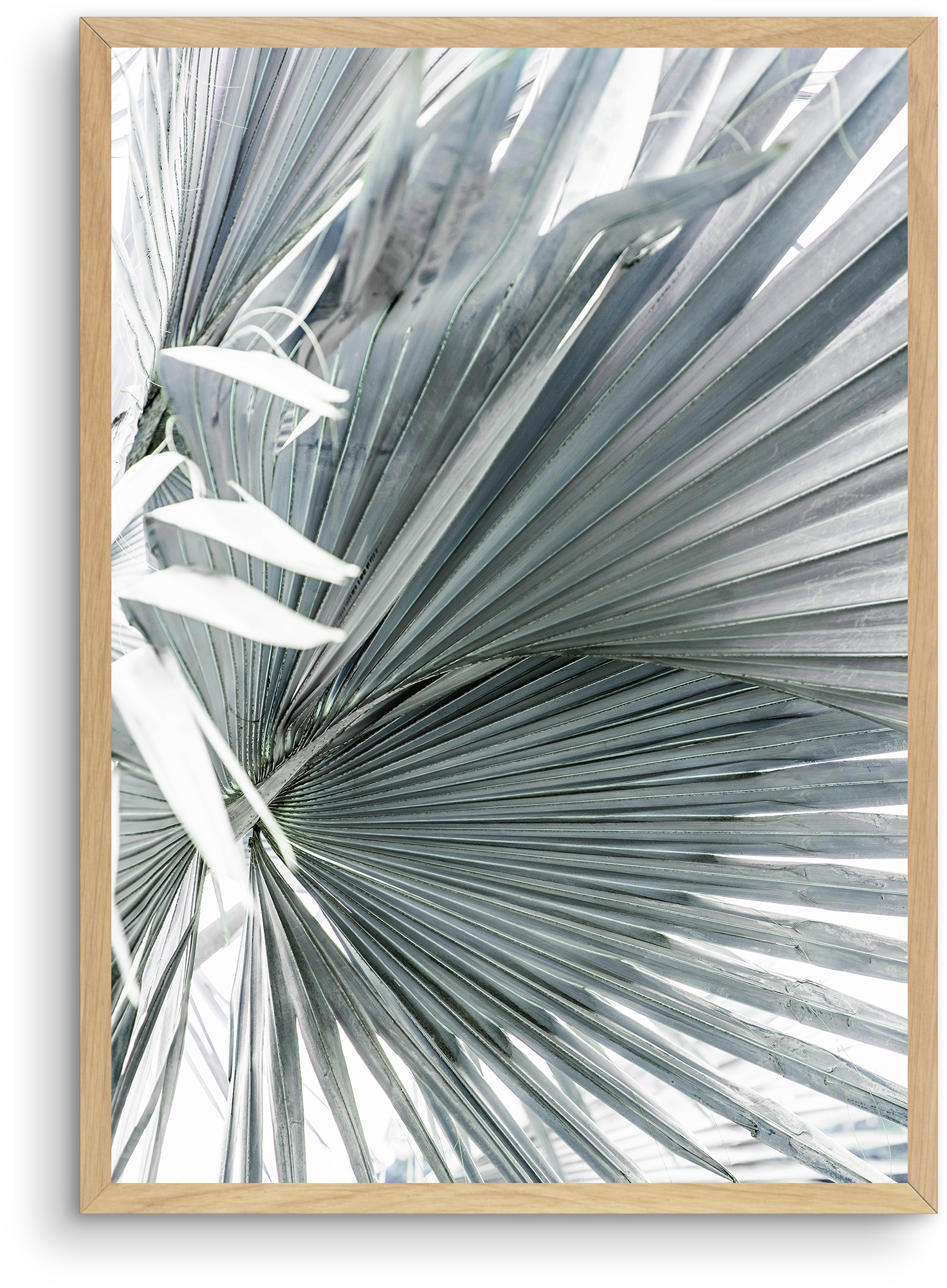 1 Tropical Palm No - Picture Frame (1874x2336), Png Download