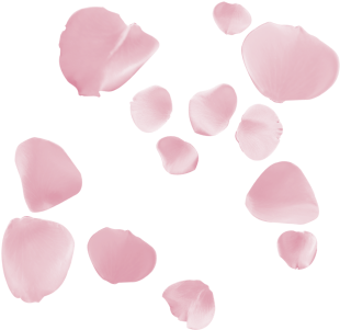 Petalos Rosas Png - Rosas Rosas Petalos Png (390x308), Png Download