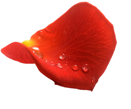Pétalos De Rosas Rojas Con Fondo Transparente - Rosas Con Fondo Transparente (530x530), Png Download