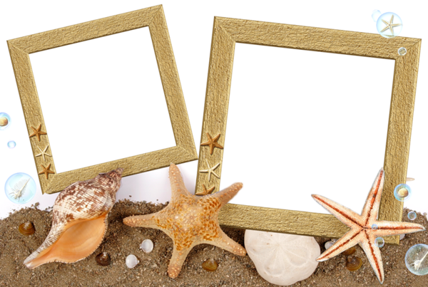 Image Du Blog Zezete2 - 3drose Seashell N Starfish Pastel - Greeting Cards, (600x403), Png Download