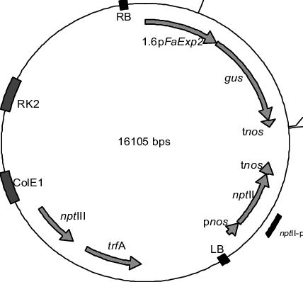 Schematic Representation Of The Binary Vector Used - Circle (428x398), Png Download