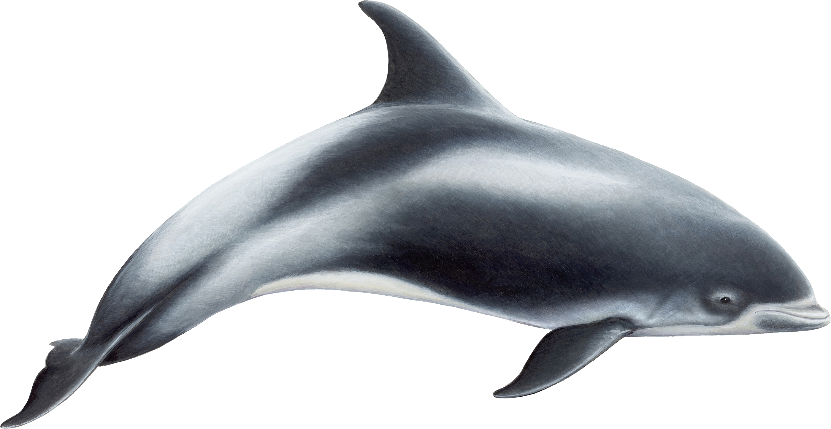 Dolphins Clipart Dolphin Family - Smaller Toothed Whales (2800x1445), Png Download