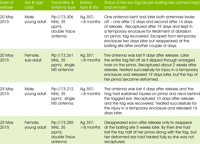 Details Of 2015 Pygmy Hog Ear Tagging Experiment In - Remarks Status In Table (850x613), Png Download