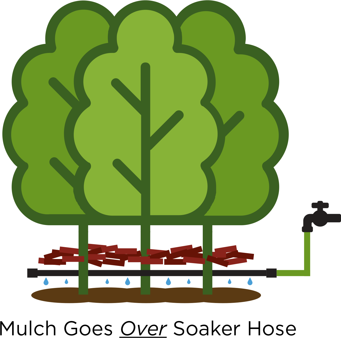 Cedar Guys - Tree (1500x1500), Png Download