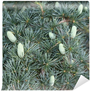 Pine Cones On A Cedar Of Lebanon Tree - Cedar (400x400), Png Download