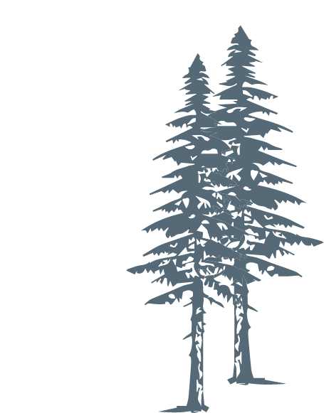 White Pine (455x581), Png Download