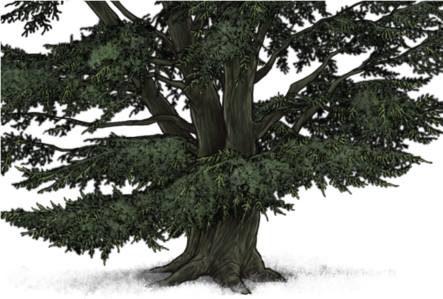 Pond Pine (640x500), Png Download