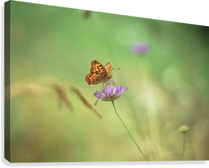 Butterfly Summer Background, Daisy Field Canvas Print - Monarch Butterfly (429x344), Png Download