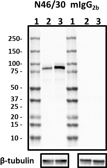 Antibody (410x581), Png Download