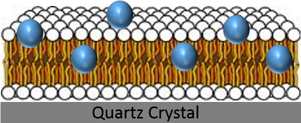 Nanoparticles Lipid Bilayer Quartz Crystal - Lipid Bilayer (598x270), Png Download