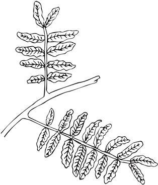 Compound - Alternate Compound Leaves (400x400), Png Download