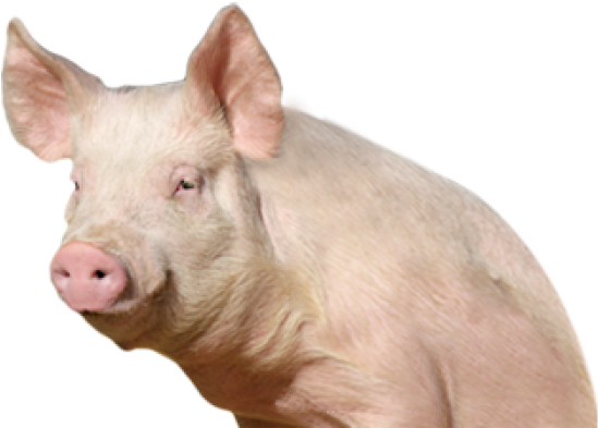 Pig Png Free Download - Pig Png (600x489), Png Download