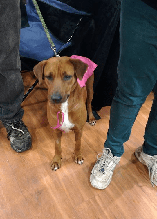 Canela Adopted To A Forever Home - Rhodesian Ridgeback (800x750), Png Download