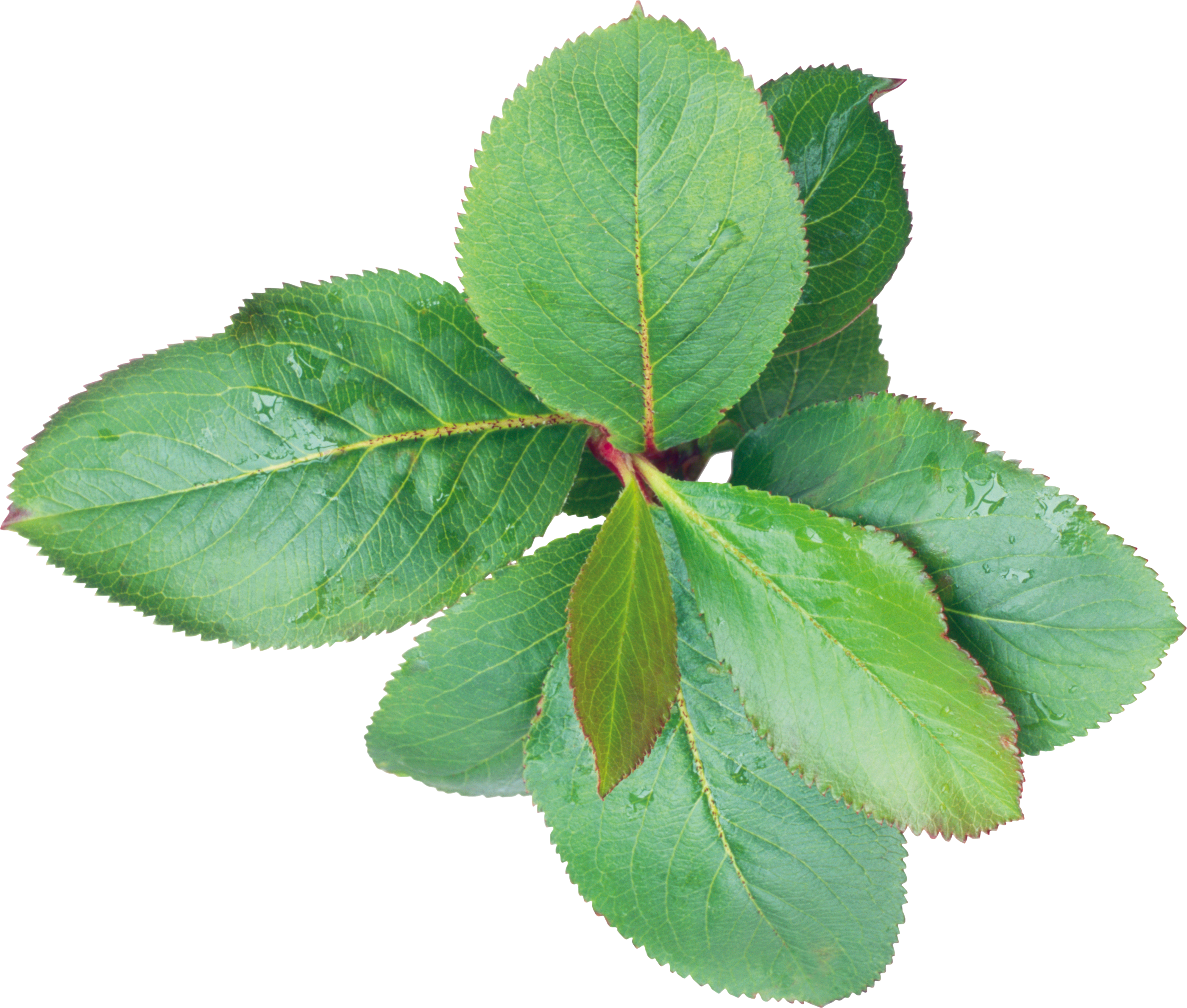 Green Leaves Png Image - Листья Пиона Png (2800x2379), Png Download
