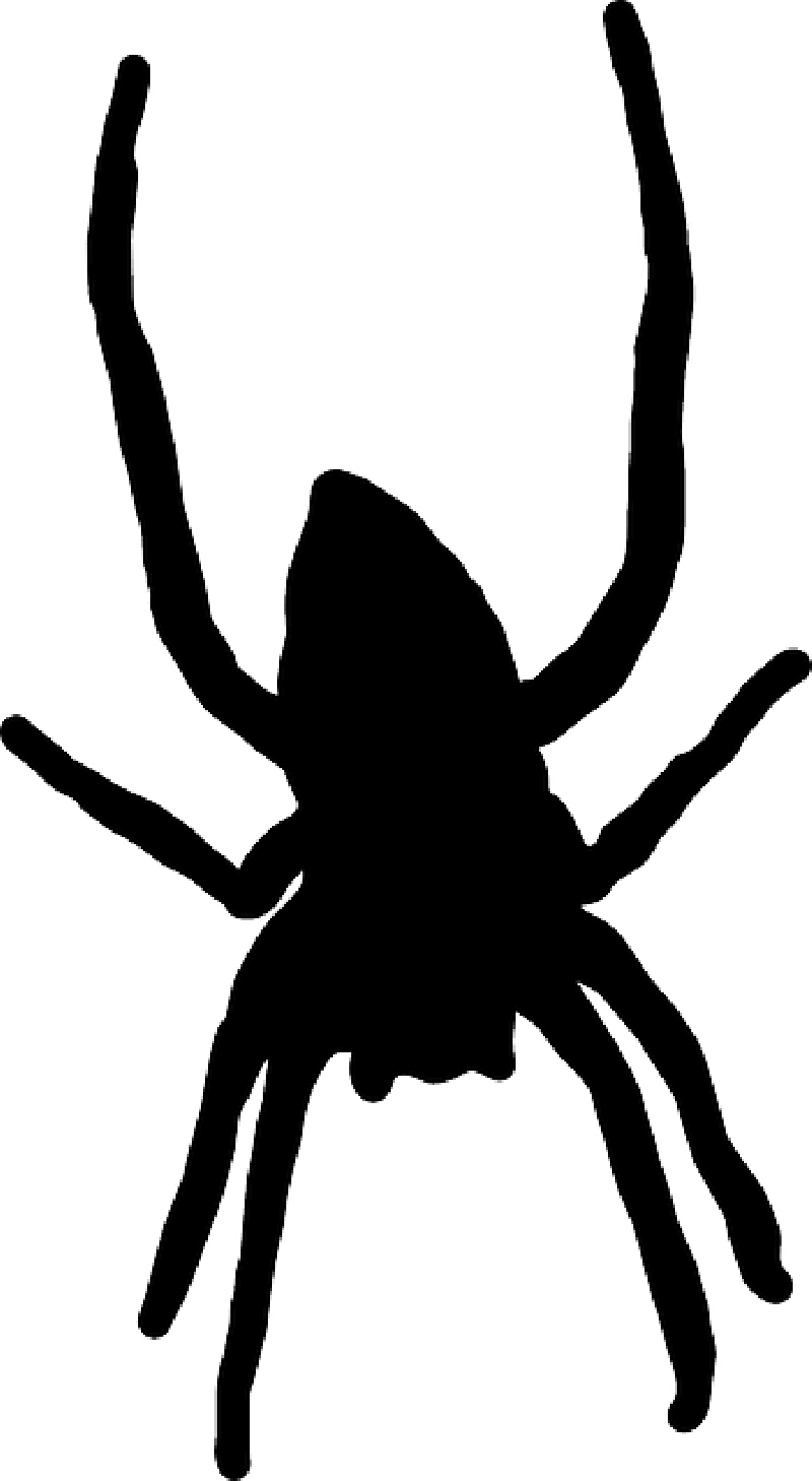 Silhouette, Spider, Web, Long, Legs, Arachnid Public - Scary Spider Cartoon Png (800x1458), Png Download