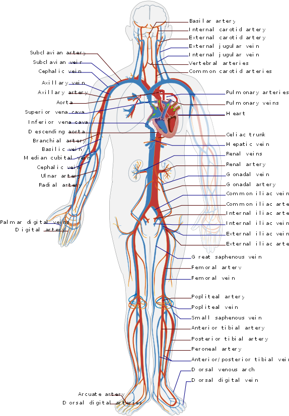 Circulatory System En - Circulatory System Diagram (595x842), Png Download