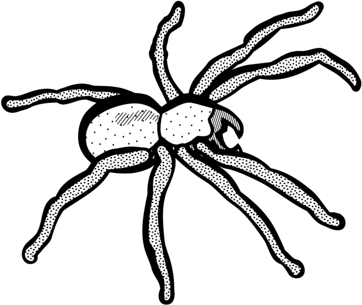 Spider Web Line Art Drawing Computer Icons - Spider Line Art (750x750), Png Download