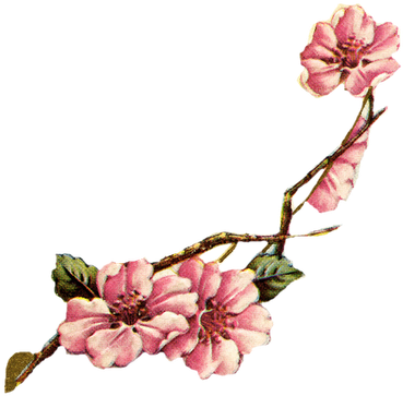 Apple Blossoms Not The Flower Itself Here But I Love - Vintage Cherry Blossom Png (400x368), Png Download