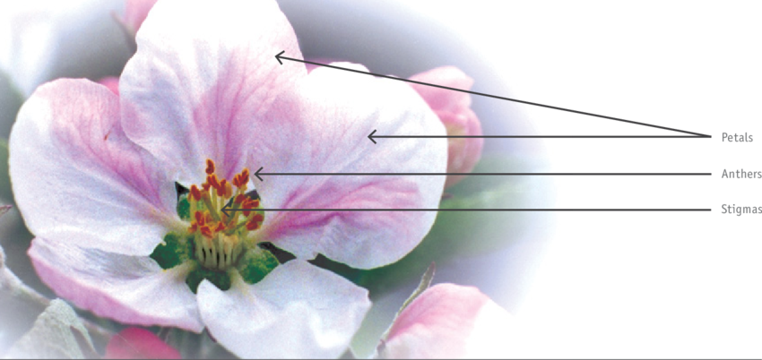 A Typical Apple Flower, Showing The Major External - Apple Flower (850x402), Png Download