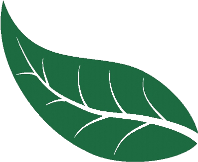 Folha Arvore Png - Folha Verde (522x402), Png Download