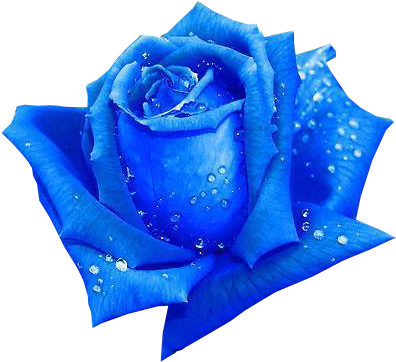 Sticker 134625804 30 Sticker 134625804 31 Sticker 134625804 - Beautiful Blue Rose Flowers (428x375), Png Download