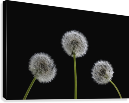 Dandelion Seeds Canvas Print - Dandelion Seeds Canvas Art - David Chapman Design (429x344), Png Download