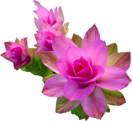 Gifs De Flores Com Fundos Transparentes, Flores Png, - Janaúba (450x414), Png Download