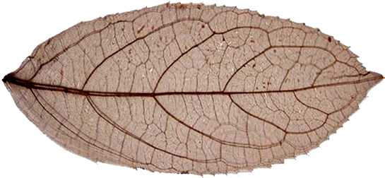 White Dented-leaf - Esqueleto De Folhas (600x450), Png Download