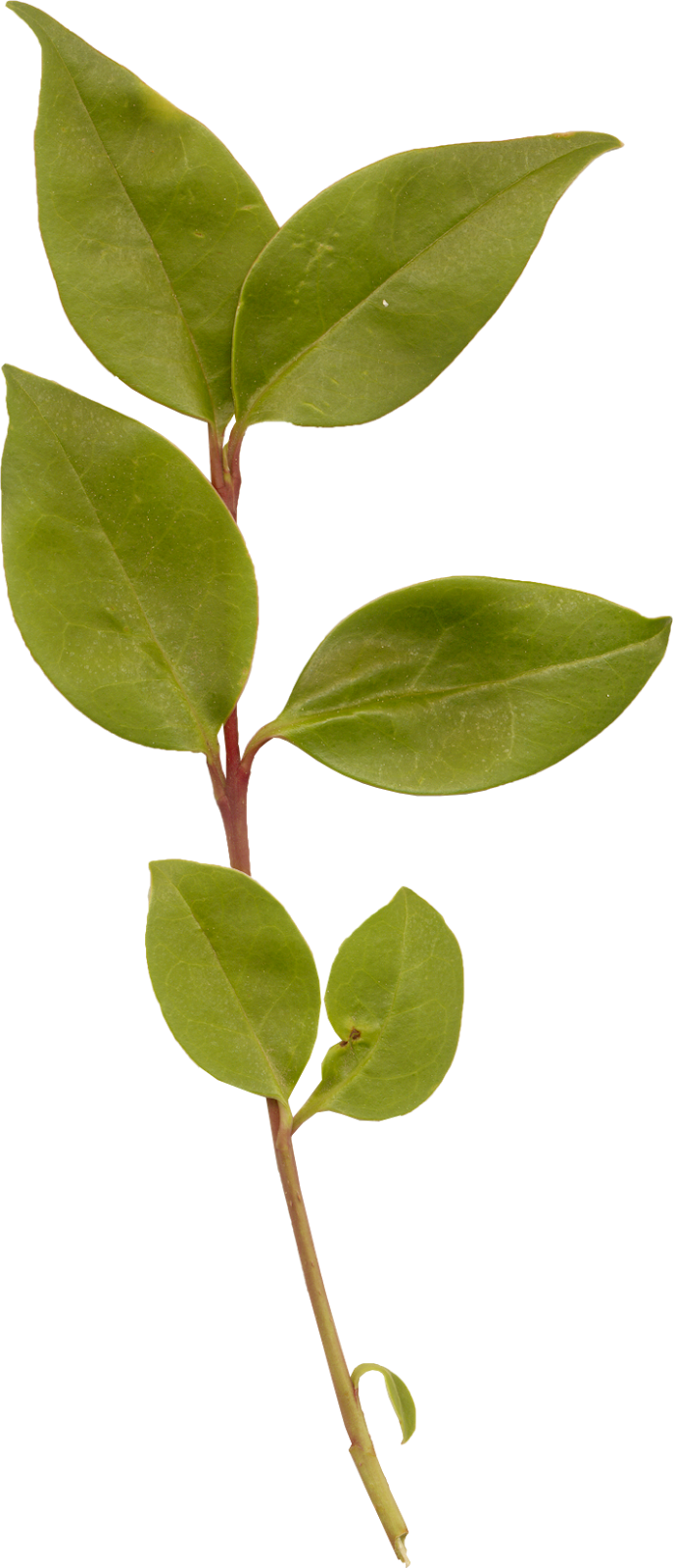 Folha Png - Purple Leaves Png (687x1600), Png Download