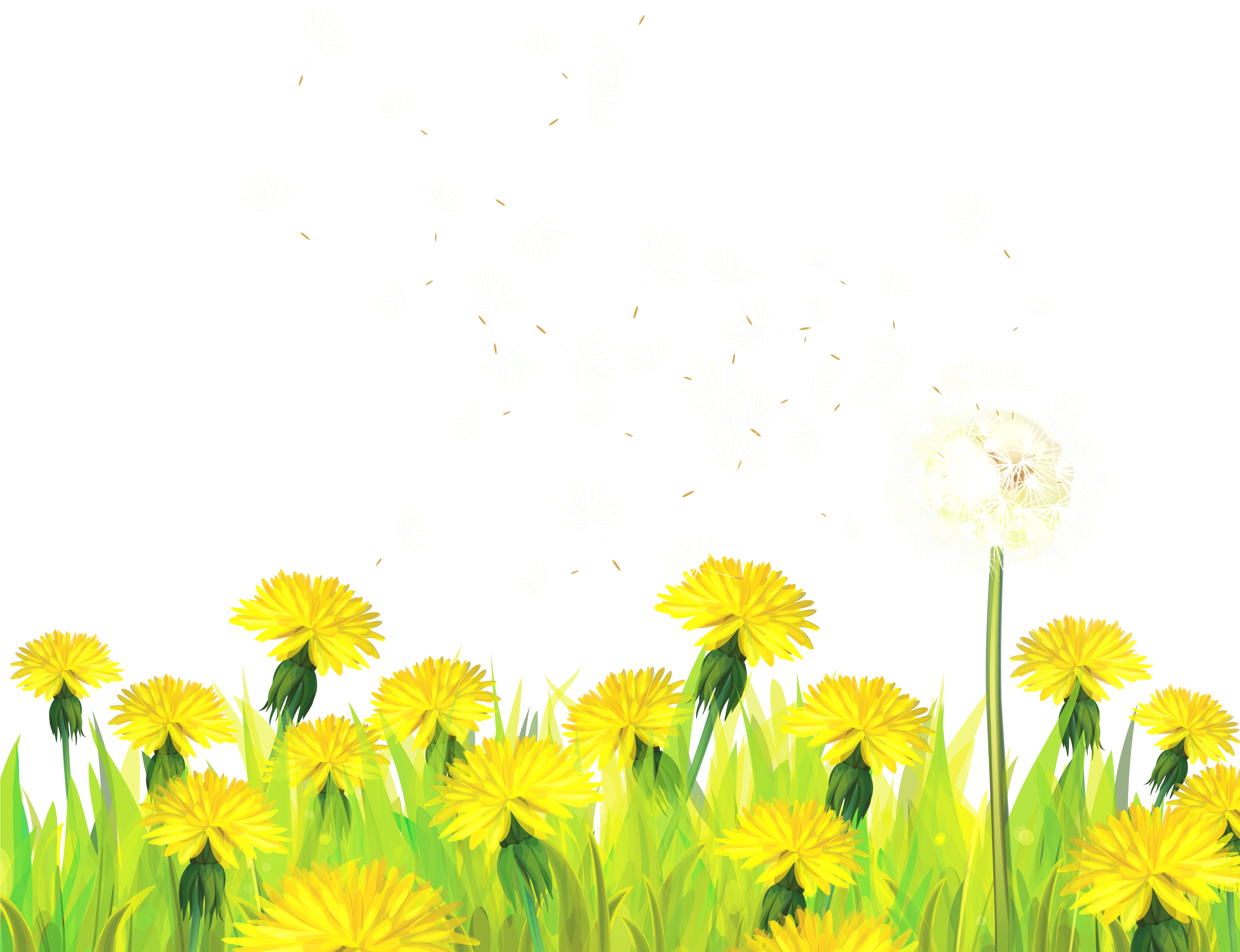 Dandelion Clipart Transparent Pencil And In Color Dandelion - Dandelion Border (5000x4092), Png Download