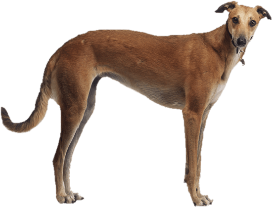 Brown Greyhound Side View - Spanish Greyhound (567x489), Png Download
