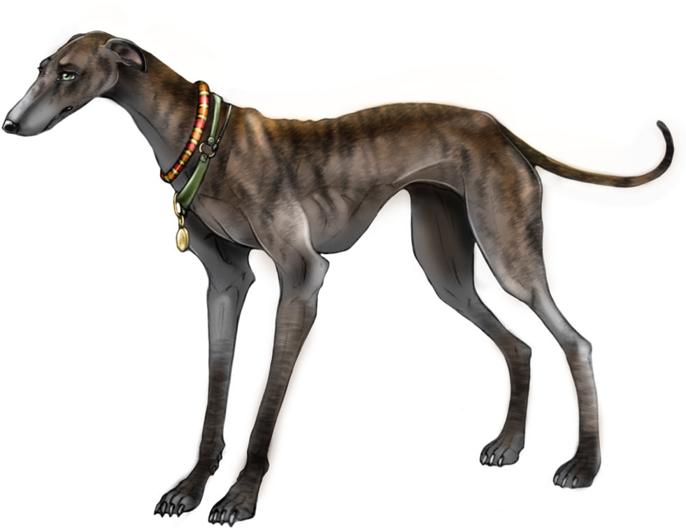 Greyhound Png - Борзая Png (1010x790), Png Download