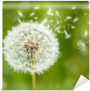 Dandelion With Flying Seeds Wall Mural - Lunch Napkins Dandelion (400x400), Png Download