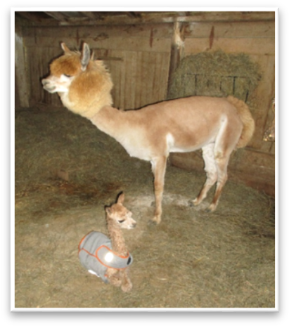 Apple Blossom Alpaca Ranch - Ranch (425x475), Png Download