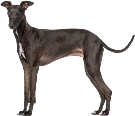 Known For Their Affection And Sensitive Nature, The - Jpeg (564x400), Png Download