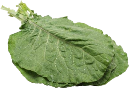 Couve Mineira Orgânica Mç - Folha De Couve Mineira (531x361), Png Download
